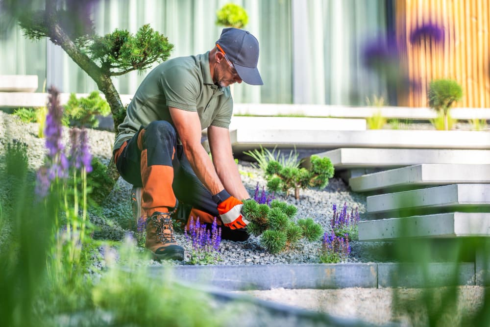 Professional Landscaping
